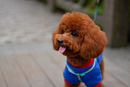 泰迪电影爆料视频在线观看,热门爆料视频在线观看,精彩内容不容错过!  第3张 泰迪电影爆料视频在线观看,热门爆料视频在线观看,精彩内容不容错过!  第3张