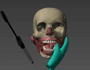 人体模型最新爆料视频,科技与艺术的完美融合  第2张 人体模型最新爆料视频,科技与艺术的完美融合  第2张