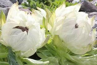 爆料雪莲的视频,视频爆料背后的惊人真相  第2张 爆料雪莲的视频,视频爆料背后的惊人真相  第2张