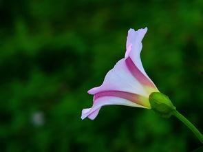风中的花瓣在线观看,浪漫邂逅,命运交织的青春旋律  第3张 风中的花瓣在线观看,浪漫邂逅,命运交织的青春旋律  第3张
