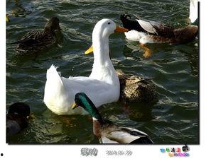 鸭王电影在线观看,在线观看,笑中带泪的喜剧盛宴  第2张 鸭王电影在线观看,在线观看,笑中带泪的喜剧盛宴  第2张