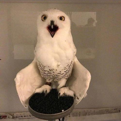 平安大爷最新爆料猫头鹰,猫头鹰生成背后的神秘力量  第2张 平安大爷最新爆料猫头鹰,猫头鹰生成背后的神秘力量  第2张