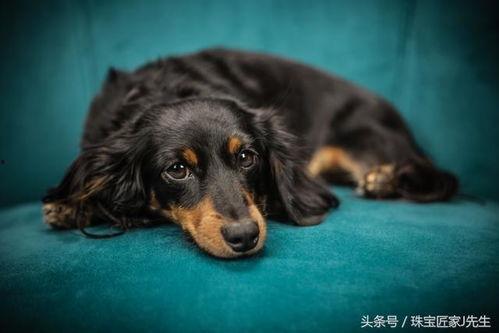 雪可爱爆料陈死狗视频下载,下载背后的真相与争议  第1张 雪可爱爆料陈死狗视频下载,下载背后的真相与争议  第1张