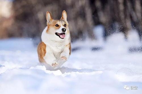 雪可爱爆料陈死狗视频下载,下载背后的真相与争议  第2张 雪可爱爆料陈死狗视频下载,下载背后的真相与争议  第2张