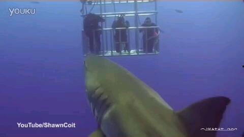 鲨鱼爆料吴楚涵视频大全,吴楚涵视频大全揭秘幕后真相  第3张 鲨鱼爆料吴楚涵视频大全,吴楚涵视频大全揭秘幕后真相  第3张