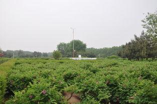 洛阳植物园爆料视频播放  第3张 洛阳植物园爆料视频播放  第3张