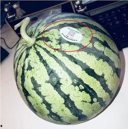 网红吃瓜小哥,揭秘娱乐圈幕后真相  第3张 网红吃瓜小哥,揭秘娱乐圈幕后真相  第3张