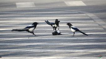 喜鹊爆料视频,揭秘视频背后的惊人真相  第3张 喜鹊爆料视频,揭秘视频背后的惊人真相  第3张