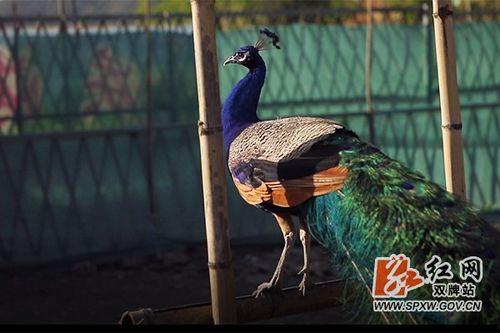 孔雀 视频在线观看,在线欣赏孔雀之美  第2张 孔雀 视频在线观看,在线欣赏孔雀之美  第2张