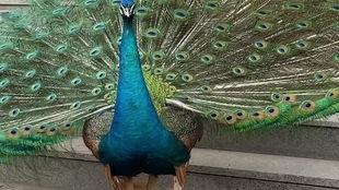 孔雀 视频在线观看,在线欣赏孔雀之美  第3张 孔雀 视频在线观看,在线欣赏孔雀之美  第3张