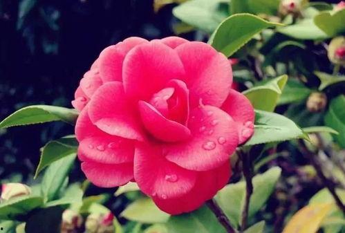 娱乐吃瓜酱山茶花,揭秘山茶花的神秘魅力  第2张 娱乐吃瓜酱山茶花,揭秘山茶花的神秘魅力  第2张