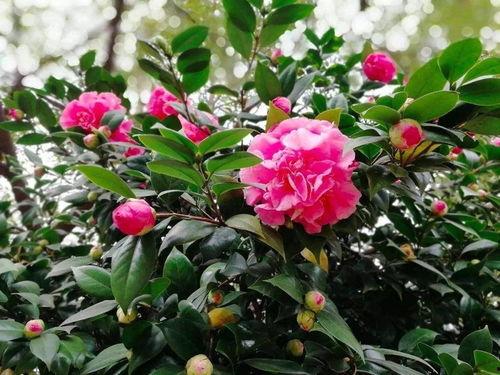 娱乐吃瓜酱山茶花,揭秘山茶花的神秘魅力  第3张 娱乐吃瓜酱山茶花,揭秘山茶花的神秘魅力  第3张